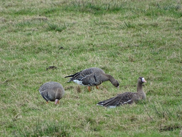 双双入选所 双双入选所